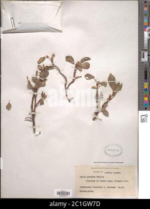 Salix Arctica Pall Salix Arctica Pall. Stockfoto