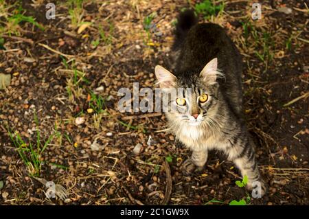 Neugierige streunende Katze auf der Straße verlassen Stockfoto