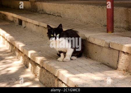 Schwarze und weiße streunende Katze sitzt auf der Treppe Stockfoto