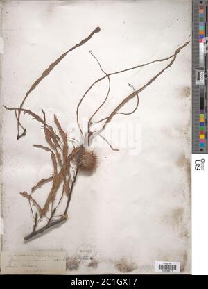 Castanea sativa Mill Castanea sativa Mill. Stockfoto