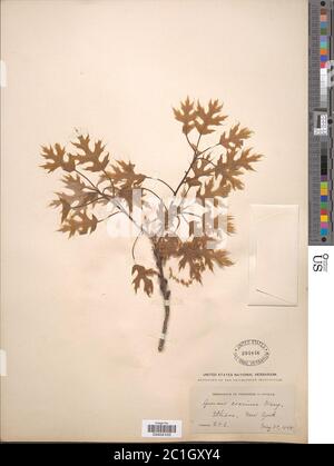 Quercus coccinea Mnchh Quercus coccinea Mnchh. Stockfoto