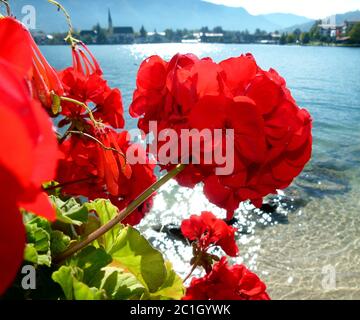 Rote Blumen am Ufer mit verschwommener Landschaft im Hintergrund Stockfoto