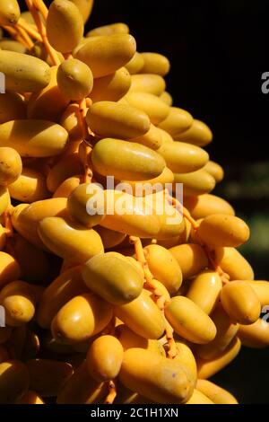 Marokko, Marrakesch. Datteln, die auf der Palme im marokkanischen Sonnenschein reifen - Detail. Stockfoto