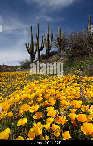 Catalina State Park AZ / MÄRZ EIN Teppich aus mexikanischen Goldmohn unter einer Gruppe reifer Saguaro Kakteen, die von einem blauen Himmel mit Zirruswolken zurückfallen. Stockfoto