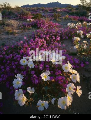 YUMA COUNTY AZ/MÄRZ EIN Ring der DünenPrimrose auf einem Bett von Sand Verbena mit den Mohawk Mountains am Horizont von der Mohawk Dunes Gegend. Stockfoto