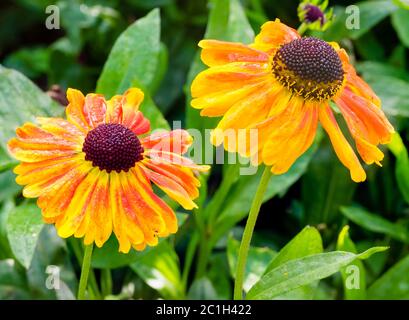Paarige Blüten des Sommers bis Herbst blühend Niesen, Helenium 'Sahin's Early flowerer' Stockfoto