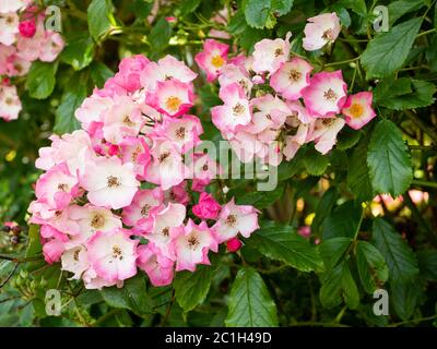 Dicht geclusterte weiße Augen rosa Blüten der Hybrid Moschus Strauch Rose, Rosa 'Ballerina' Stockfoto