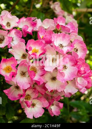 Dicht geclusterte weiße Augen rosa Blüten der Hybrid Moschus Strauch Rose, Rosa 'Ballerina' Stockfoto