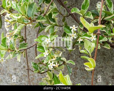 Duftende weiße Sommerblumen und cremefarbenes Laub des Sternes Jasmin, Trachelospermum Jasminoides 'Variegatum' Stockfoto