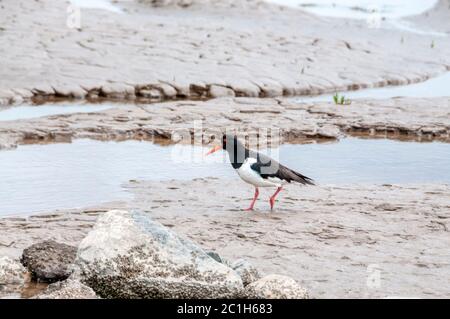 Ein Austernfischer, Haematopus ostralegus, der bei Ebbe durch Schlamm am Ufer der Wash in Norfolk spazierengeht. Stockfoto