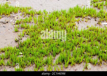 Samphire (ausgesprochen SAM fer in Norfolk), Salicornia europaea, wächst an den Ufern des Wash. Stockfoto