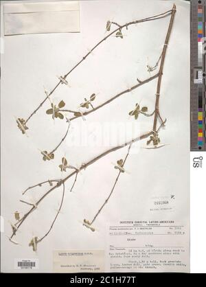 Lippia origanoides Kunth Lippia origanoides Kunth. Stockfoto