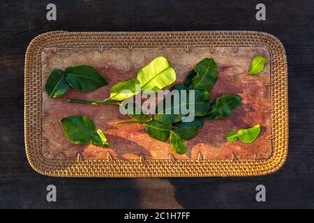 Frische Kaffir Limettenblätter. Stockfoto