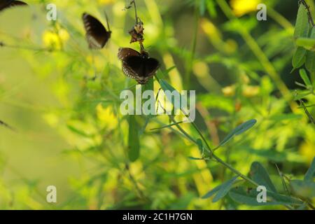 Nahaufnahme von Schmetterling bestäuben auf einer Blume im Garten, verschwommener grüner Hintergrund, extreme Nahaufnahme mit Hintergrundbeleuchtung. Stockfoto