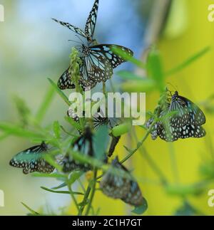 Nahaufnahme von Schmetterling bestäuben auf einer Blume im Garten, verschwommener grüner Hintergrund, extreme Nahaufnahme mit Hintergrundbeleuchtung. Stockfoto