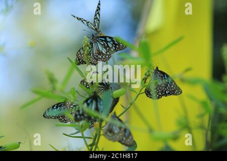 Nahaufnahme von Schmetterling bestäuben auf einer Blume im Garten, verschwommener grüner Hintergrund, extreme Nahaufnahme mit Hintergrundbeleuchtung. Stockfoto