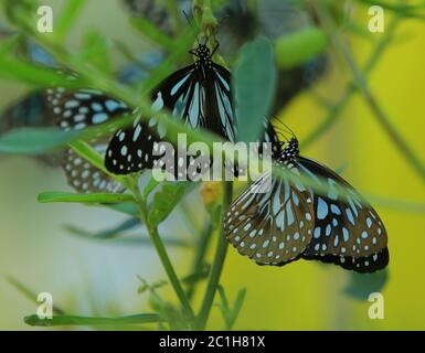 Nahaufnahme von Schmetterling bestäuben auf einer Blume im Garten, verschwommener grüner Hintergrund, extreme Nahaufnahme mit Hintergrundbeleuchtung. Stockfoto