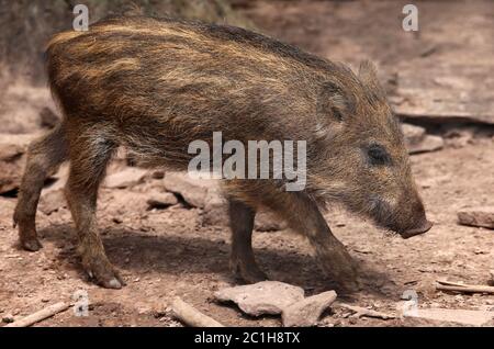 Frisch von Wildschweinen Sus scrofa Stockfoto