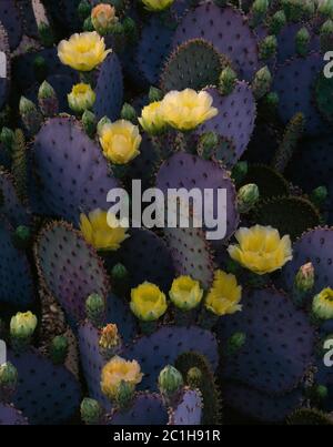Tucson Mountains Pima County AZ / APRIL Weiches Abendlicht auf violetten Paddeln und scharlachroten Blüten des Santa Rita Kaktus aus Kaktus mit Kaktus aus Kaktus im Fuße Stockfoto