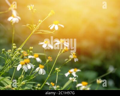 Verschwommenes Foto von wilden Kamillenblüten auf einem Feld an einem sonnigen Tag. Unscharfer Hintergrund Stockfoto