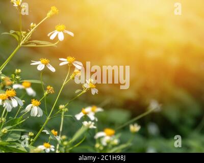 Verschwommenes Foto von wilden Kamillenblüten auf einem Feld an einem sonnigen Tag. Unscharfer Hintergrund Stockfoto