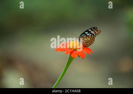 Nahaufnahme von Schmetterling bestäuben auf einer Blume im Garten, verschwommener grüner Hintergrund, extreme Nahaufnahme mit Hintergrundbeleuchtung. Stockfoto