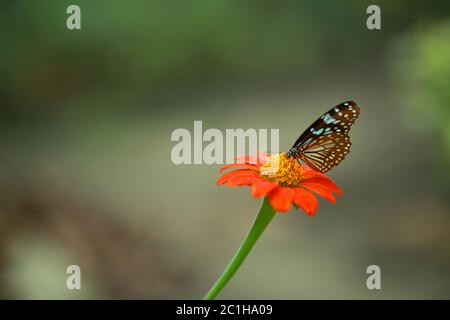 Nahaufnahme von Schmetterling bestäuben auf einer Blume im Garten, verschwommener grüner Hintergrund, extreme Nahaufnahme mit Hintergrundbeleuchtung. Stockfoto