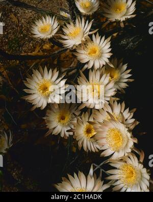 Tohono Chul Park Tucson AZ/der nächtblühende Cereus Kaktus blüht eine Nacht im Jahr und wird von Motten bestäubt. Stockfoto