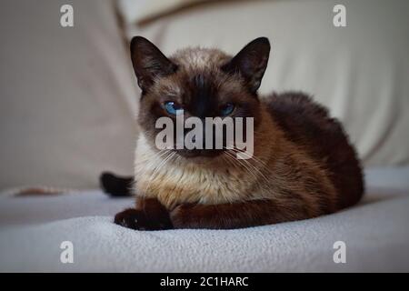 Kätzchen-Katzenportrait auf der Straße Stockfoto