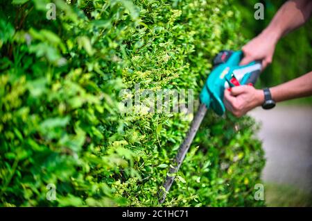 Hecke mit Heckenschere abschneiden Stockfoto