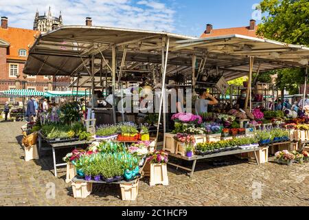 Großer Blumenstand, Bauernmarkt am Domplatz, Münster, Westfalen, Nordrhein-Westfalen, Deutschland Stockfoto