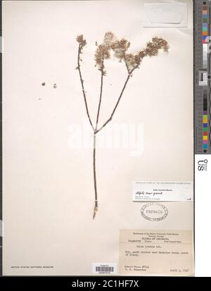 Salix humiis Marshall Salix humiis Marshall. Stockfoto