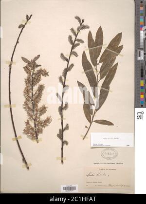 Salix humiis Marshall Salix humiis Marshall. Stockfoto