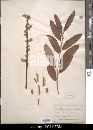 Salix humiis Marshall Salix humiis Marshall. Stockfoto