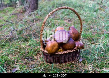 Pilze im Wald, Wildpilze (Lorbeer) im Korb gesammelt. Stockfoto