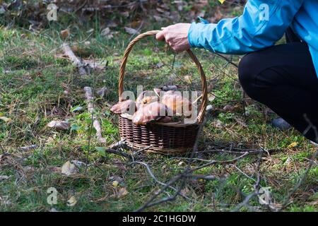 Frau pflückt im Herbstwald Wildpilze (Lorbeer) in einen Weidenkorb. Stockfoto