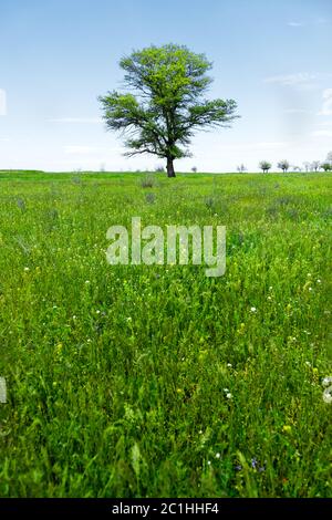 Frühlingslandschaft einsame grüne Eiche auf einem grünen Feld von üppigem Gras gegen einen blauen Himmel. Der Begriff der Ökologie Stockfoto