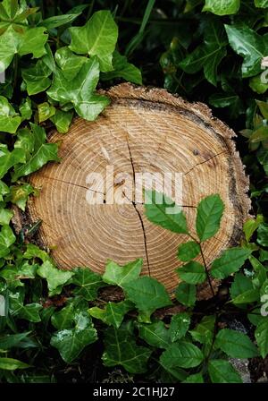 Strukturmuster des Baumstamms Stockfoto