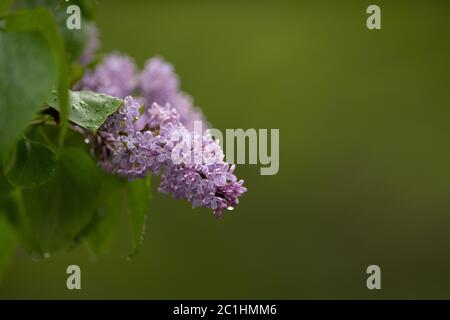 Eine lila Fliederblume, die an einem Zweig eines Fliederbaums hängt. Die lila blühende Gehölzpflanze hat Wasser auf ihren herzförmigen Blättern und mehrfachen Stielen. Stockfoto