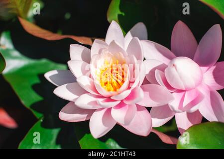 Schöne rosa Heilige Lotus Nelumbo nucifera Blüte, Blumen Stockfoto