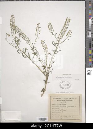 Lepidium virginicum L Lepidium virginicum L. Stockfoto