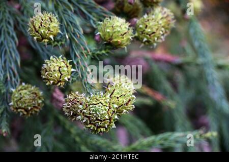 Hähne der Sichelpfanne oder Sugi Cryptomeria japonica Stockfoto