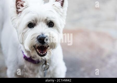 West Highland White Terrier Hund Nahaufnahme Stockfoto