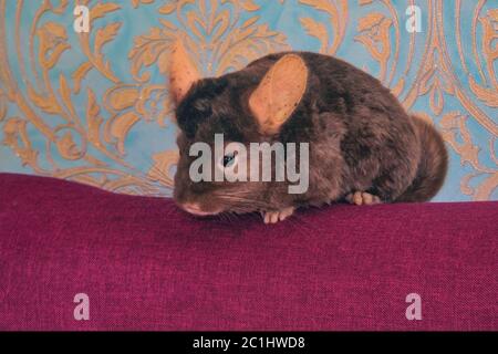 Eine junge hausgemachte braune Chinchilla sitzt auf der Rückseite eines Sofas in der Nähe. Stockfoto