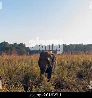 Der indische Elefant (Elephas maximus indicus) ist eine von drei anerkannten Unterarten des asiatischen Elefanten und auf dem asiatischen Festland beheimatet - Jim Corbett National Park, Indien Stockfoto