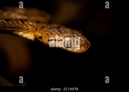 Ceylon Cat Snake, Boiga ceylonensis, Satara, Maharashtra, Indien Stockfoto