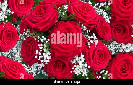 Blumenarrangement aus roten Rosen mit weißer Gipsophila in Nahaufnahme Stockfoto