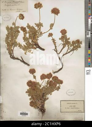 Anthyllis montana L Anthyllis montana L. Stockfoto
