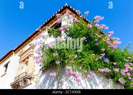 Ein weißes spanisches Haus mit einer Fülle von umtopften attraktiven, kaskadierenden rosa Blumen auf dem Balkon (Zimbabwe Creeper - Podranea ricasoliana) Stockfoto