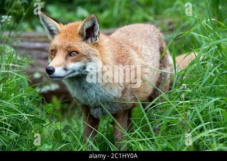 Red Fox (Vulpes vulpes) Stockfoto